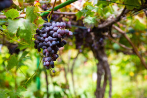 Vinos ecológicos